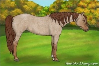 Horse Color:Red Dun Roan