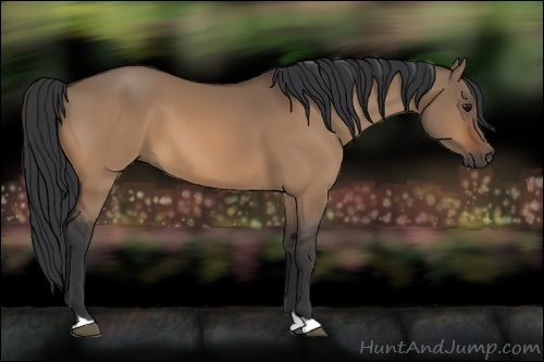 Horse Color:Bay Dun