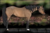 Horse Color:Bay Dun