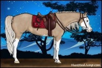 Horse Color:Palomino Roan Splash