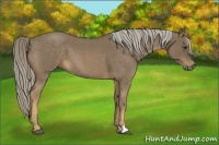 Horse Color:Chocolate Palomino Roan 