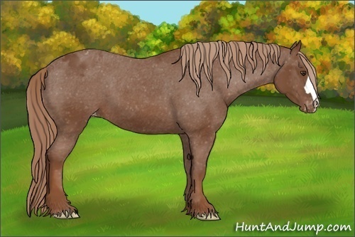Horse Color:Chestnut Appaloosa 