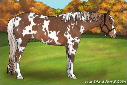 Horse Color:White Spotted Liver Chestnut Appaloosa 