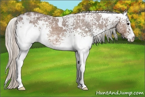 Horse Color:White Spotted Silver Brown Ice