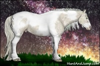 Horse Color:Watercolor Silver Classic Champagne Ice Tobiano Frame Rabicano