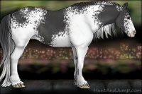 Horse Color:White Spotted Black Sabino