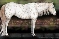 Horse Color:Grullo Pearl Sabino Splash Appaloosa Rabicano