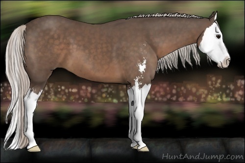 Horse Color:Silver Black Sabino Splash 