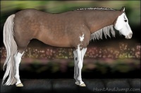 Horse Color:Silver Black Sabino Splash 