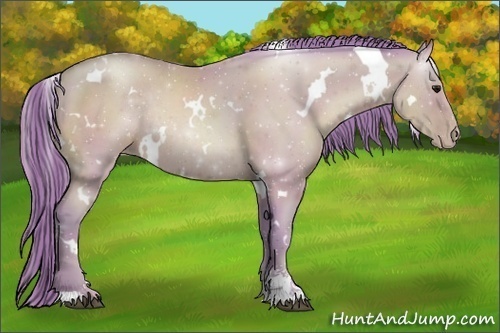 Horse Color:Watercolor White Spotted Black Pearl Sabino Rabicano