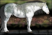 Horse Color:White Spotted Black Ice Splash 