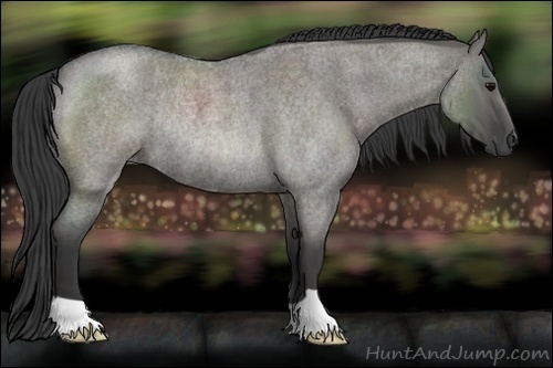 Horse Color:Grullo Roan Rabicano 