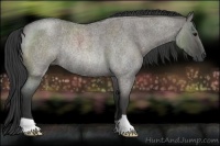 Horse Color:Grullo Roan Rabicano 
