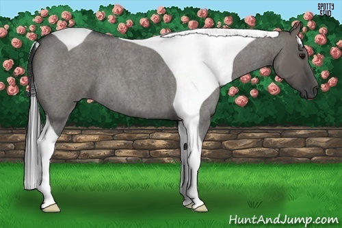 Horse Color:Grullo Roan Tobiano