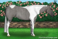 Horse Color:Grullo Roan Tobiano