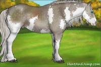 Horse Color:White Spotted Silver Black Sabino Splash