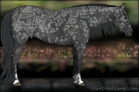 Horse Color:Black Ice Sabino Rabicano 