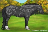 Horse Color:Black Ice 