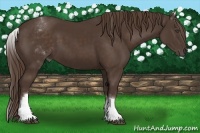 Horse Color:White Spotted Liver Chestnut Sabino