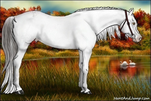 Horse Color:Liver Chestnut Appaloosa 