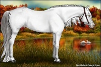 Horse Color:Liver Chestnut Appaloosa 