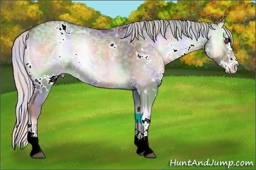 Horse Color:Nacre White Spotted Silver Blue Onyx Chinchilla Ice Splash