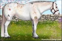 Horse Color:White Spotted Bay Onyx Appaloosa