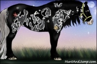 Horse Color:Black Tobiano Blanket Rabicano 