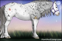 Horse Color:Blue Ice Roan Splash Appaloosa