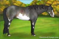 Horse Color:Buckskin Splash Frame Rabicano