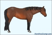 Horse Color:Bay 