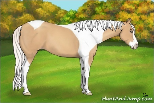 Horse Color:Silver Classic Champagne Splash Tobiano Frame 