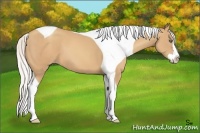 Horse Color:Silver Classic Champagne Splash Tobiano Frame 