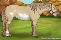 Horse Color:Red Dun Sabino Frame Rabicano 