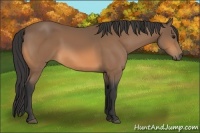 Horse Color:Buckskin 