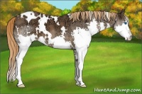 Horse Color:White Spotted Liver Chestnut Ice Splash 