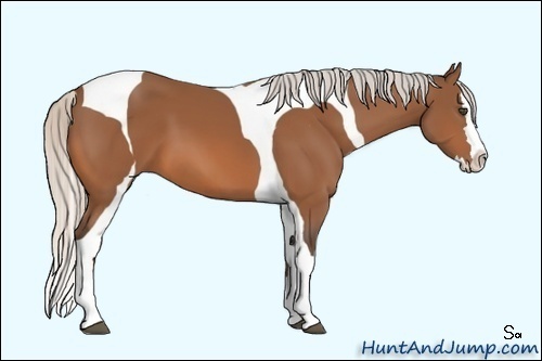 Horse Color:Silver Bay Splash Tobiano