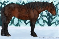Horse Color:Bay Ice Sabino