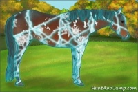 Horse Color:Thunderstruck White Spotted Bay Ice