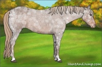 Horse Color:Liver Red Ice Roan Varnish