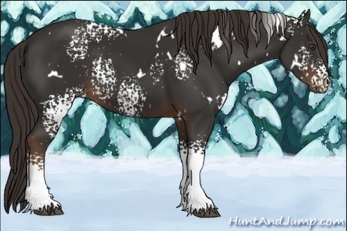 Horse Color:White Spotted Liver Chestnut 