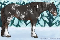 Horse Color:White Spotted Liver Chestnut 