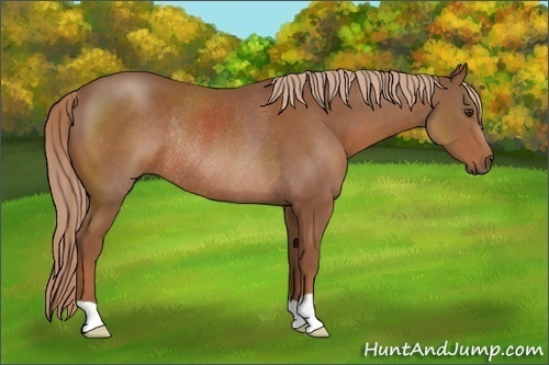 Horse Color:Chestnut Rabicano 