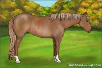 Horse Color:Chestnut Rabicano 