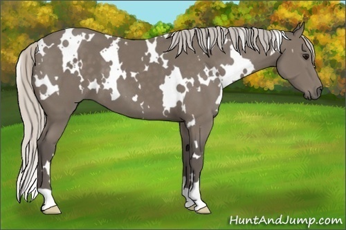 Horse Color:White Spotted Silver Black