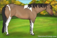Horse Color:Bay Dun Tobiano 
