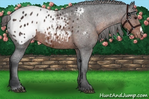 Horse Color:Brown Appaloosa 