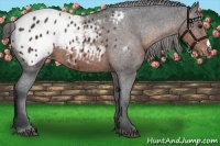 Horse Color:Brown Appaloosa