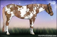 Horse Color:White Spotted Chestnut 