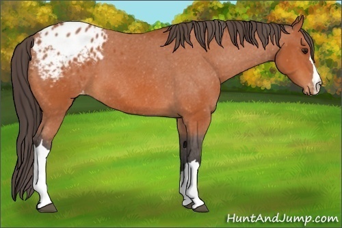 Horse Color:Bay Appaloosa 
